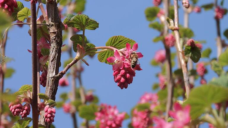 „Wenn ich eine Biene auf einer Blüte krabbeln sehe, macht mich das glücklich“, sagt Antje Gotthold, die gerne draußen ist. „Wenn ich eine Biene auf einer Blüte krabbeln sehe, macht mich das glücklich“, sagt Antje Gotthold, die gerne draußen ist.