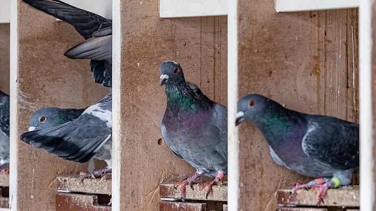 Dettelbach will Taubenschläge nach dem „Baseler Modell“ einführen: Die Tiere werden dort angesiedelt, bekommen aber keine Fütterung. Der Trick ist: Sie werden zu Futterkonkurrenten der normalen Stadttauben, deren Population sich dann verringert. Dettelbach will Taubenschläge nach dem „Baseler Modell“ einführen: Die Tiere werden dort angesiedelt, bekommen aber keine Fütterung. Der Trick ist: Sie werden zu Futterkonkurrenten der normalen Stadttauben, deren Population sich dann verringert.