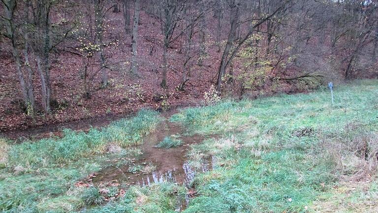 Rund 20 Dämme hat der Biber bereits gebaut und das Wasser des Bächleins gestaut, das jetzt in die Wiesen läuft und diese versumpft.       -  Rund 20 Dämme hat der Biber bereits gebaut und das Wasser des Bächleins gestaut, das jetzt in die Wiesen läuft und diese versumpft.