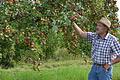 Adam Zentgraf aus Hausen vor einem Apfelbaum. Für ihn haben die Streuobstwiesen eine ganz besondere Bedeutung.