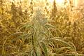 Eine Cannabis-Plantage wurde in Willmars Anfang Dezember entdeckt. Das Foto zeigt einen Ausschnitt der Aufzucht. Das Landeskriminalamt gibt nun Details zu dem Fund bekannt.