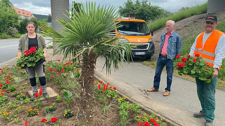 Die städtische Gartenkolonne hat an der Südtangente zwei Palmen gepflanzt. Das Bild zeigt (von links) die stellvertretende Bauhofleiterin Madeleine Riethmann, Hauptamtsleiter Dieter Daus und Daniel Rossmann, Mitarbeiter der Gartenkolonne, neben einer der Pflanzen der ursprünglich aus Asien stammende Art.