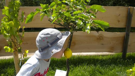 NIK-Fotowettbewerb       -  Wohlriechend zum zehnten Wochensieg. 'Sieht aus wie eine Zitrone, ob es auch danach riecht?' - Angelika Joa aus Kitzingen fotografierte ihren Enkel Samuel auf der Kleinen Gartenschau in Kitzingen und heimste sich damit den zehnten Wochensieg ein. Herzlichen Glückwunsch!