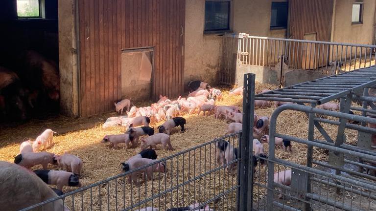 Viel mehr Platz als gesetzlich vorgeschrieben haben die Schweine auf dem Ökohof Kaufmann in Ramsthal. - Viel mehr Platz als gesetzlich vorgeschrieben haben die Schweine auf dem Ökohof Kaufmann in Ramsthal. Viel mehr Platz als gesetzlich vorgeschrieben haben die Schweine auf dem Ökohof Kaufmann in Ramsthal. - Viel mehr Platz als gesetzlich vorgeschrieben haben die Schweine auf dem Ökohof Kaufmann in Ramsthal.