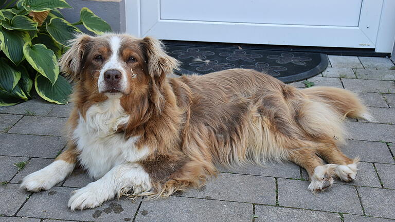 Kein Haus ohne Hüter: Sheila gibt auf dem Hof der Familie Reck den Wachhund.