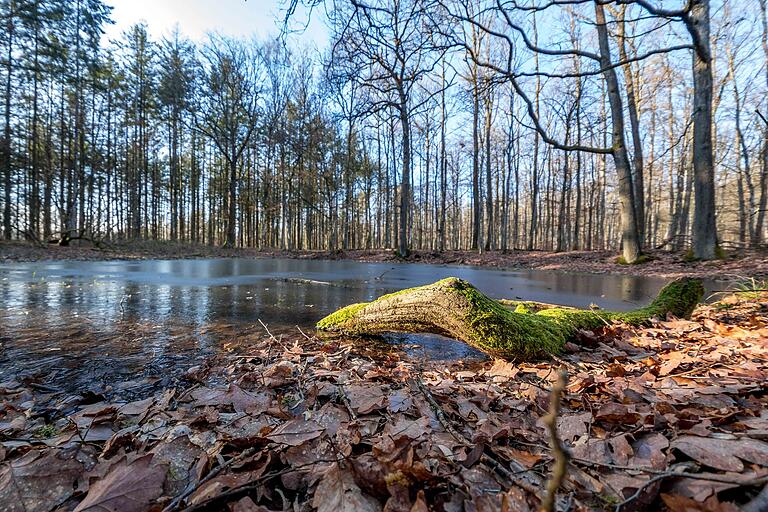 Auf dem 'Niederen Berg' kommt man am Salamander(les)-See vorbei. Wer hier Salamander sucht, sucht vergebens. Man vermutet, dass der Name von den zahlreichen kleinen Molchen stammt, die hier im Frühjahr zu sehen sind. Mit etwas Glück trifft man außerdem auf Frösche und Kröten. Auf dem 'Niederen Berg' kommt man am Salamander(les)-See vorbei. Wer hier Salamander sucht, sucht vergebens. Man vermutet, dass der Name von den zahlreichen kleinen Molchen stammt, die hier im Frühjahr zu sehen sind. Mit etwas Glück trifft man außerdem auf Frösche und Kröten.