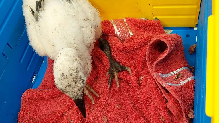 Dieser rund zwei Wochen alte Storch wurde von einem Elternteil aus dem Nest geworfen. Doch er überlebte den Sturz und hat in einer Kunststoffbox zwischenzeitlich ein Zuhause gefunden.