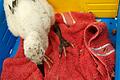 Dieser rund zwei Wochen alte Storch wurde von einem Elternteil aus dem Nest geworfen. Doch er überlebte den Sturz und hat in einer Kunststoffbox zwischenzeitlich ein Zuhause gefunden.
