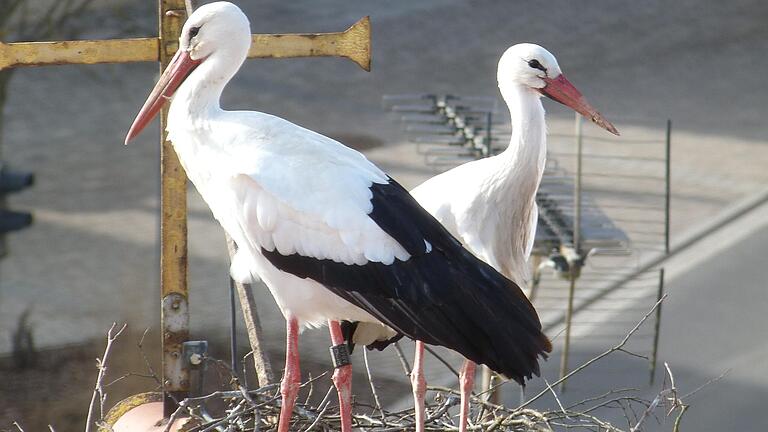 Wieder im Nest Platz genommen: Das&nbsp; Storchenpaar.&nbsp;