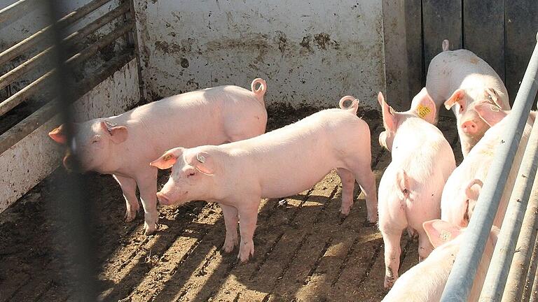 Wenn sie wollen, können die Ferkel jederzeit in den überdachten Außenbereich der neuen Tierwohlställe. Wenn sie wollen, können die Ferkel jederzeit in den überdachten Außenbereich der neuen Tierwohlställe.