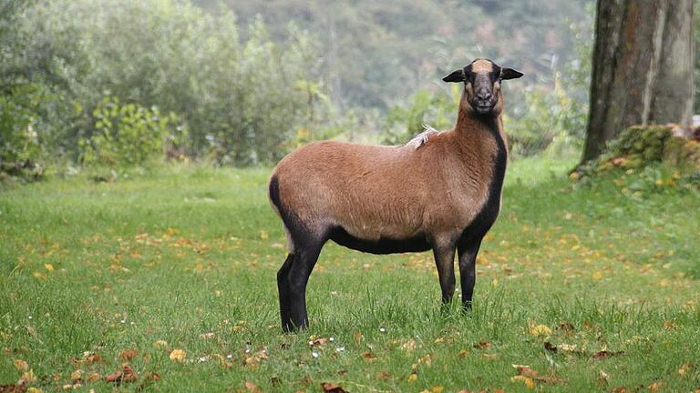 Das zweite Kamerun-Schaf im Schlosspark hat den nächtlichen Vorfall unbeschadet überstanden. Das zweite Kamerun-Schaf im Schlosspark hat den nächtlichen Vorfall unbeschadet überstanden.
