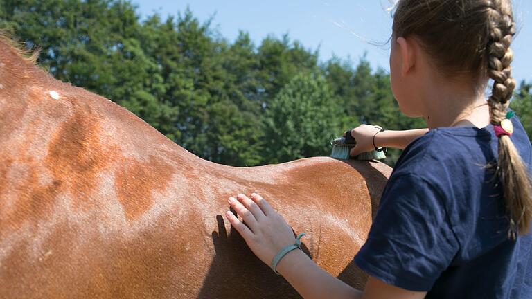 Eine Mädchen striegelt ein Pferd       -  Regelmäßige Pflege: Eine Reitbeteiligung hat auch Vorteile für das Pferd.