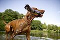 Mischlingsrüde Kenzo sucht samt Stöckchen Abkühlung in einem See. Foto: Daniel Reinhardt       -  Vor allem nasse Hunde riechen streng. Sobald sie aber trocken, lässt der unangenehme Geruch nach.