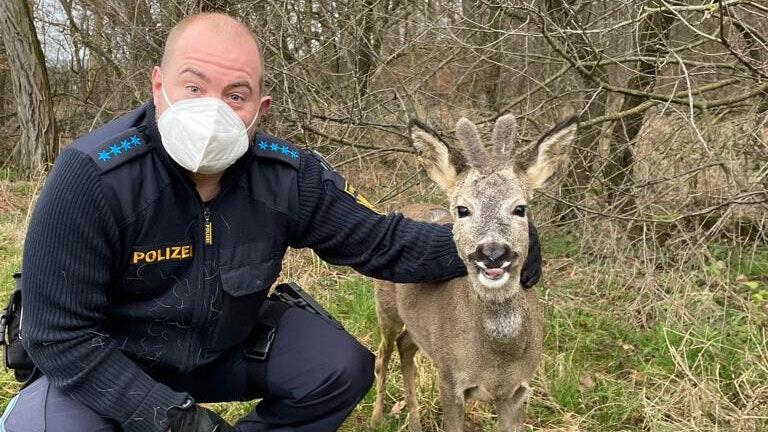 Ein Rehbock hatte sich in einem Wohngebiet verirrt und wurde schließlich von der Polizei eingefangen.