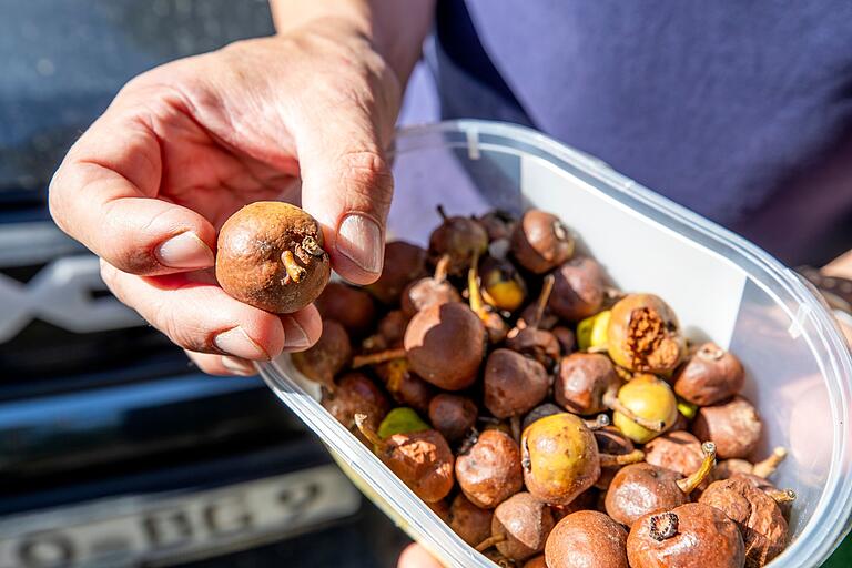 Die Speierlinge haben in diesem Jahr reichlich Früchte geworfen. Daraus werden Samen für neue Setzlinge gewonnen. Die Speierlinge haben in diesem Jahr reichlich Früchte geworfen. Daraus werden Samen für neue Setzlinge gewonnen.