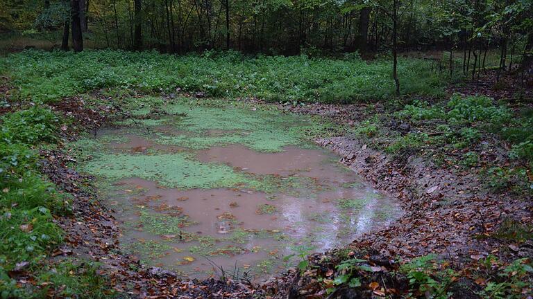 Zwei Regenwasserrückhaltebecken bestehen bereits im Gemeindewald von Holzkirchen. Der neue Revierleiter möchte diese für die Natur und gleichzeitig als Hochwasserschutz wertvollen Becken weiter ausbauen.