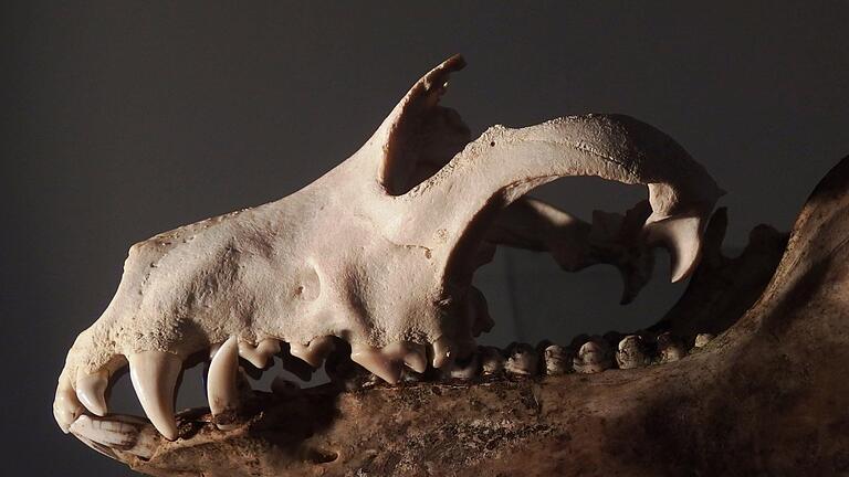 Ein außergewöhnliches Tier ist im Heimatmuseum in Poppenlauer zu bestaunen ist. Denn bei einem Hundeskelett war einst auch ein Schweineunterkiefer gefunden worden. Das weist darauf hin, dass es sich um die seltene Spezies eines Schweinehunds handelt.  Foto: Klaus Bub       -  Ein außergewöhnliches Tier ist im Heimatmuseum in Poppenlauer zu bestaunen ist. Denn bei einem Hundeskelett war einst auch ein Schweineunterkiefer gefunden worden. Das weist darauf hin, dass es sich um die seltene Spezies eines Schweinehunds handelt.  Foto: Klaus Bub