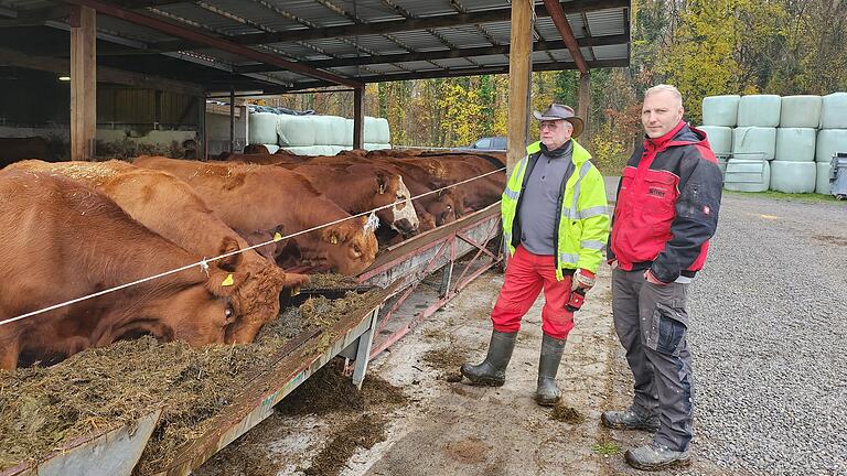 Verdacht auf Wolfsriss in Rottershausen       -  Rund 160  Kühe, Bullen und Kälber haben Klaus Müller und sein Schwiegersohn Max Schätzlein. Dass nun ein Kalb gerissen wurde, bedrückt beide sehr.