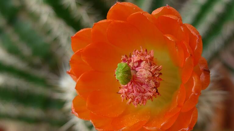 Echinocereus - filigrane Mittelamerikaner. Foto: Antje Roscoe