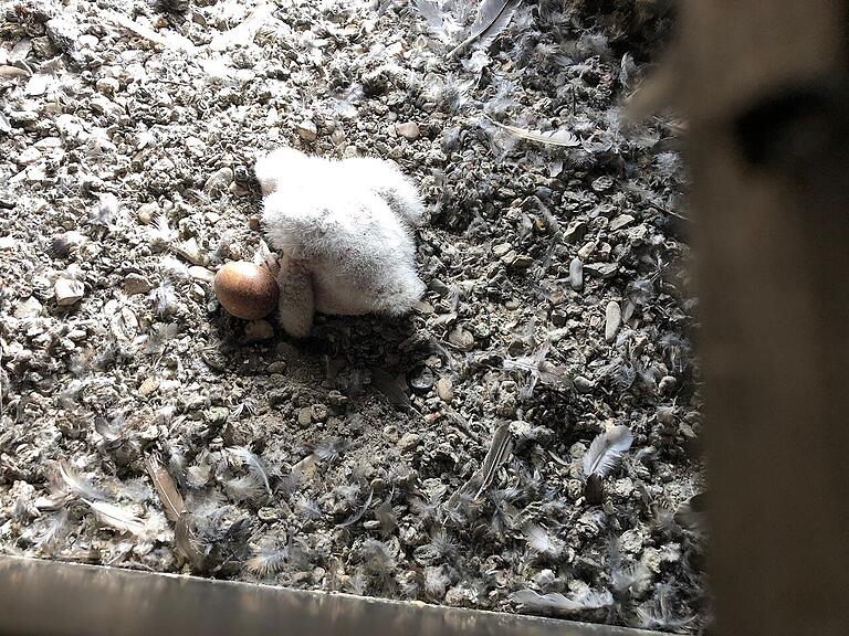 Ein Küken sitzt im Nistkasten der Wanderfalken. Daneben liegt das Ei, aus dem kein Vogel geschlüpft ist. Ein Küken sitzt im Nistkasten der Wanderfalken. Daneben liegt das Ei, aus dem kein Vogel geschlüpft ist.