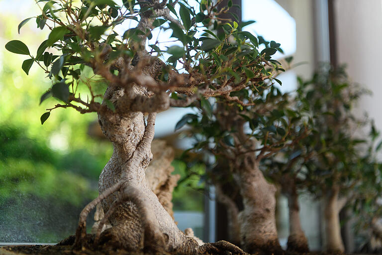 Uriger Stamm:&nbsp;Der Bonsai-Baum wird durch Schnitt-Techniken klein gehalten und in künstlerischer Gestaltung in eine gewünschte Wuchsform gebracht. Das Ziel: Groß aussehen im Kleinen.&nbsp;&nbsp;