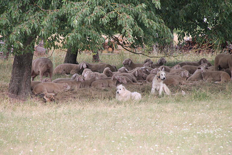 Pyrenäen-Berghunde als Herdenschutzhunde der Schäferei Michler in Adelsberg mit Lämmern. Pyrenäen-Berghunde als Herdenschutzhunde der Schäferei Michler in Adelsberg mit Lämmern. 