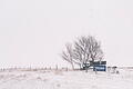Winterwetter in Iowa.jpeg       -  Nutzt der Wintersturm letztlich Donald Trump? Ein Blizzard im US-Bundesstaat Iowa bremst den Wahlkampf für die erste Abstimmung der Republikaner über ihren Präsidentschaftskandidaten.