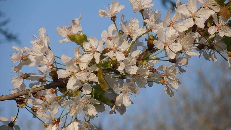 Nicht wie üblicherweise bereits Mitte April, sondern erst jetzt ist die Kirschbaumblüte im Gange. Seit anderthalb Wochen sind jedoch                     schon die Schwalben hier und spätestens Anfang Mai dürfte wahrscheinlich da und dort in der Flur auch ein Kuckuck seinen markanten Ruf erschallen lassen.