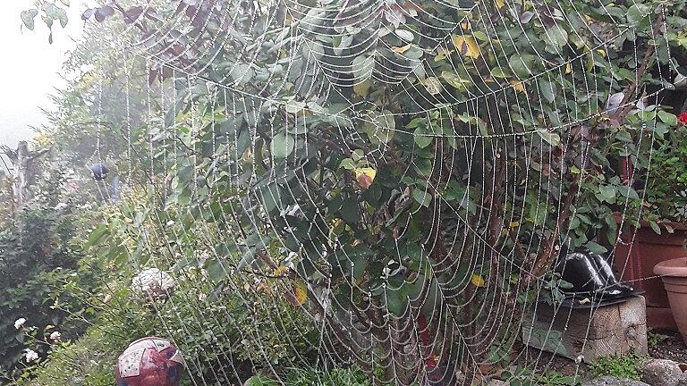 Auch das gehört zum Herbst. Dieses filigran gewobene Spinnennetz hat Ingrid Seubert an ihrer Terrasse in Gänheim entdeckt und gleich fotografiert.