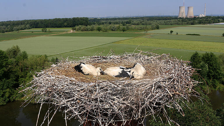 Das Heidenfelder Weißstorchen-Ehepaar Manni und Tine ziehen in diesem Jahr drei Junge groß. Die fünf Wochen alten Tiere wurden vom Schwebheimer Ornithologen Stefan Laubender beringt. Das Heidenfelder Weißstorchen-Ehepaar Manni und Tine ziehen in diesem Jahr drei Junge groß. Die fünf Wochen alten Tiere wurden vom Schwebheimer Ornithologen Stefan Laubender beringt.