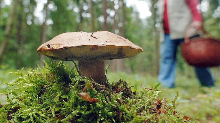 Passt das Wetter, findet man in den Wäldern viele Pilze, wie beispielsweise diesen Maronenröhrling.