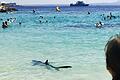 KINA - Ein Hai am Strand       -  Ein Hai ist in Palma de Mallorca aufgetaucht.