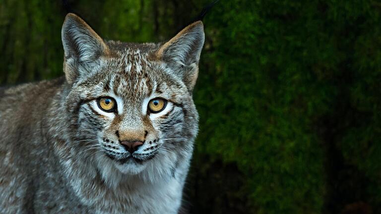 Neben domestizierten Tieren wie Ziegen und Eseln leben auch heimische Wildtiere wie die Luchsdame Hedwig im Wildpark in Schweinfurt. Manche der aufgenommenen Tiere sind auch krank oder alt.