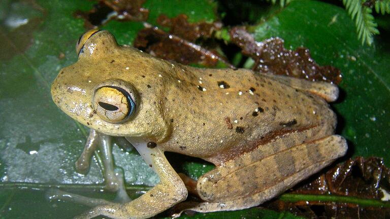 Sieben neue Froscharten in Madagaskar entdeckt       -  Die Suche nach den neuen Froscharten führte die Forschungsgruppe in abgelegene Wälder.