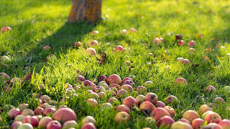 Im Herbst fallen viele Äpfel vom Baum - doch was passiert dann am besten damit?