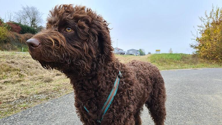 Ab dem kommenden Jahr kosten Hunde in Waldbüttelbrunn mehr Steuern.