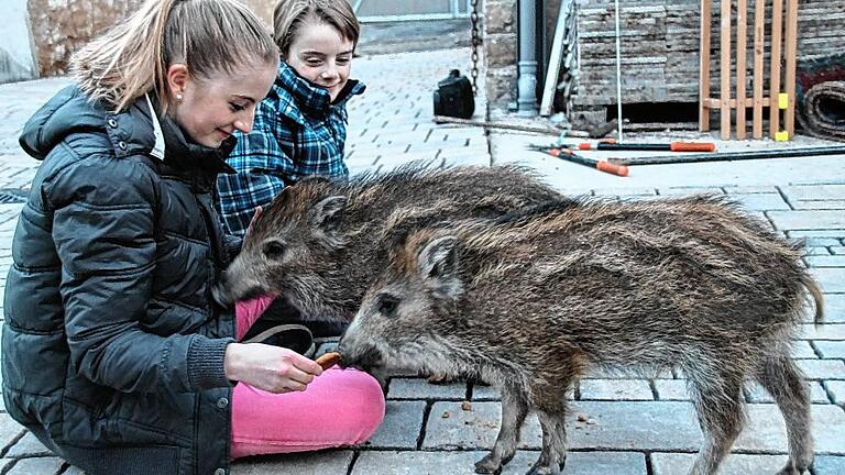 JANUAR: Im Wald bei Zellingen findet ein Jagdpächter vier hilflose und erbärmlich frierende Frischlinge. Eine &bdquo;Wildschwein-Mama&ldquo; war weit und breit nicht zu sehen, vermutlich war sie bei einem Autounfall getötet worden. Stefan Wohlfart, ein Freund des Jagdpächters, nimmt die &bdquo;Findelkinder&ldquo; bei sich auf und zieht sie mit seiner Familie liebevoll groß. Nach sieben Wochen ziehen zwei der Wildschweine zu einem Privatmann in die Nähe von Hammelburg um, die anderen beiden nimmt der Wildpark Gersfeld in der Rhön auf. Unser Bild zeigt Sophie und Moritz Wohlfart mit Rudi und King Kong, die inzwischen im Wildpark leben.
