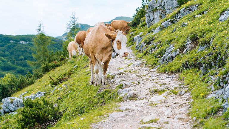Main-Post Reiseauktion - Bio-Urlaub in den Alpen (Symbolfoto). Main-Post Reiseauktion - Bio-Urlaub in den Alpen (Symbolfoto).