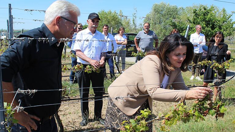 Die bayerische Landwirtschaftsministerin Michaela Kaniber (CSU) schaute sich in Nordheim (Lkr. Kitzingen) die Schäden an, die der Frost im Mai verursacht hatte. Die bayerische Landwirtschaftsministerin Michaela Kaniber (CSU) schaute sich in Nordheim (Lkr. Kitzingen) die Schäden an, die der Frost im Mai verursacht hatte.