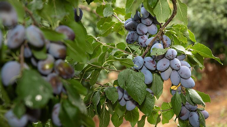 Die Zwetschgensorte 'Cacaks Fruchtbare' macht ihrem Namen auf dem Karlburger Obst- und Spargelhof Gold in diesem Jahr alle Ehre. Derart ergiebig fiel die Ernte jedoch nicht bei allen Sorten aus