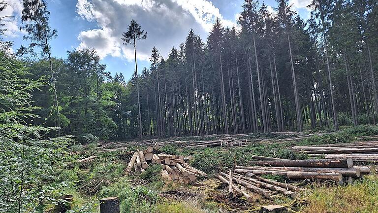 Freifläche wegen des Borkenkäfers im Stadtwald Rothenfels. Links im Vordergrund sind kleine Buchen, die vorausschauend schon vor zehn Jahren gepflanzt wurden. Freifläche wegen des Borkenkäfers im Stadtwald Rothenfels. Links im Vordergrund sind kleine Buchen, die vorausschauend schon vor zehn Jahren gepflanzt wurden.