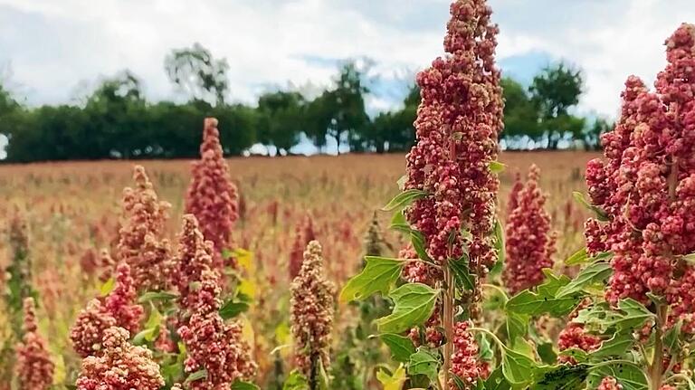 Quinoa wird hauptsächlich in Südamerika angebaut, kommt aber auch mit dem trockenen Klima im Landkreis Rhön-Grabfeld sehr gut zurecht. Quinoa wird hauptsächlich in Südamerika angebaut, kommt aber auch mit dem trockenen Klima im Landkreis Rhön-Grabfeld sehr gut zurecht.