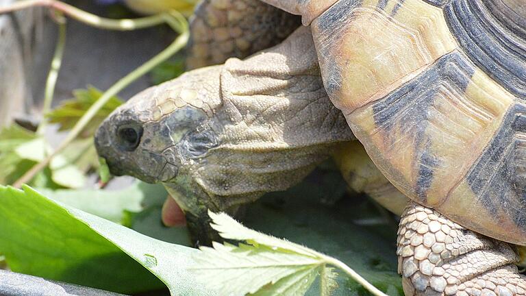 Das Leckermäulchen liebt vor allem Blüten und saftiges Grün.