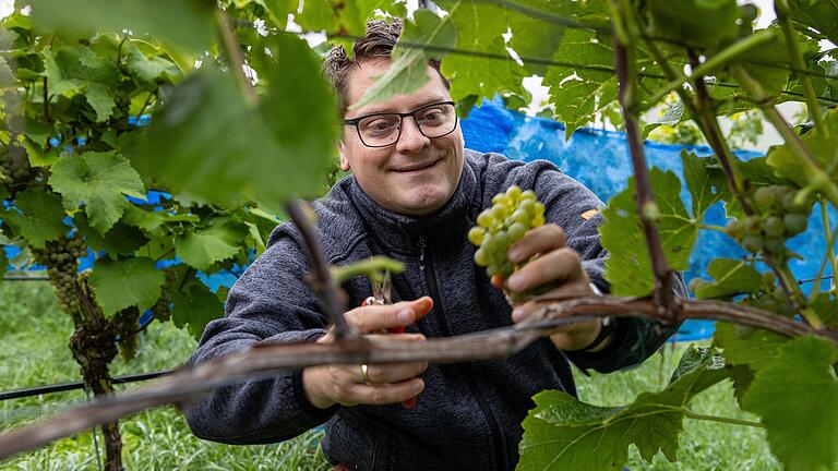Die ehrenamtlichen Weinbäuerinnen und Weinbauern des Strahlunger Weinbergs (im Bild Bürgermeister Johannes Hümpfner) trafen sich zur Lese am Mönchsberg in Strahlungen.