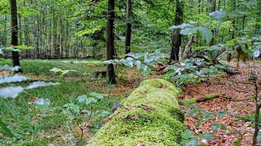 Für die Entwicklung des Steigerwaldes zur Nachhaltigkeitsregion und gegen die Ausweisung eines Großschutzgebietes spricht sich die Resolution &bdquo;Nachhaltigkeitsregion Steigerwald&ldquo; aus, die der Gemeinderat Rauhenebrach am Dienstag mehrheitlich verabschiedete.