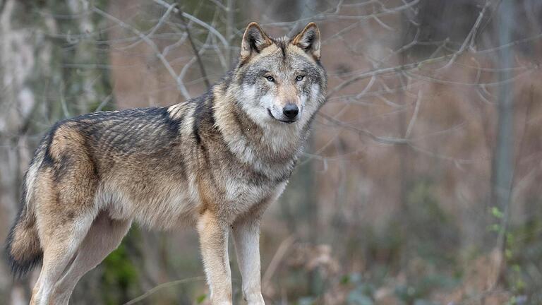 Zum Wolf gibt es verschiedene Meinungen – die einen wollen ihn schützen, die anderen wollen ihn hier nicht sehen.       -  Zum Wolf gibt es verschiedene Meinungen – die einen wollen ihn schützen, die anderen wollen ihn hier nicht sehen.