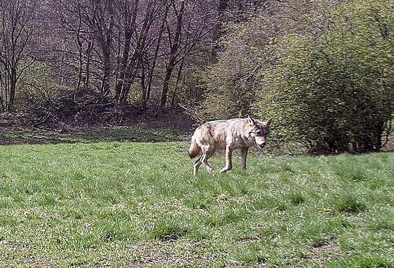 Einer von fünf Belegen aus dem Landkreis Bad Kissingen in diesem Jahr: Dieser Wolf tappte am 15. April in eine Fotofalle.&nbsp;&nbsp;