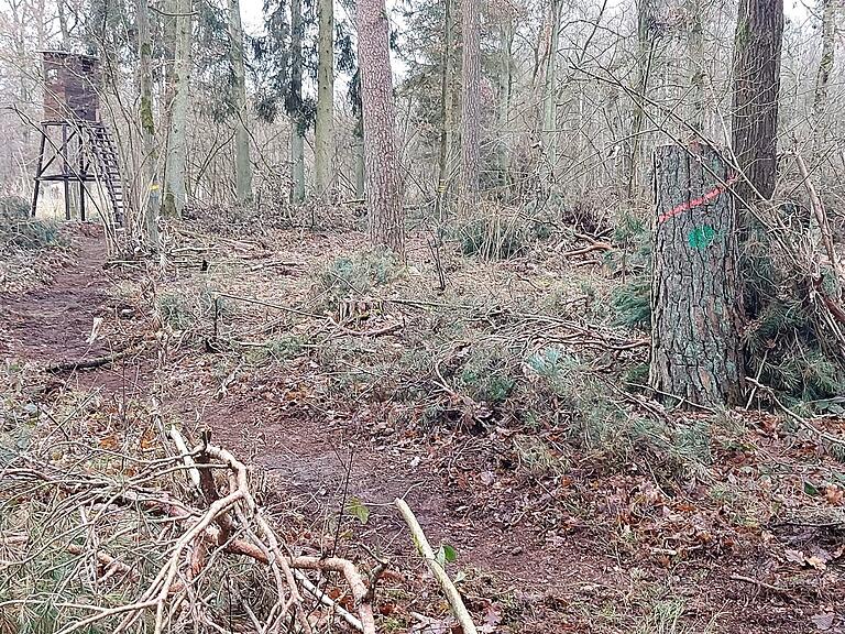 Das Ende 2024 aufgenommene Foto zeigt den Zustand in einem Bereich des Hörnauer Waldes, in dem Holz eingeschlagen wurden. Das Ende 2024 aufgenommene Foto zeigt den Zustand in einem Bereich des Hörnauer Waldes, in dem Holz eingeschlagen wurden.