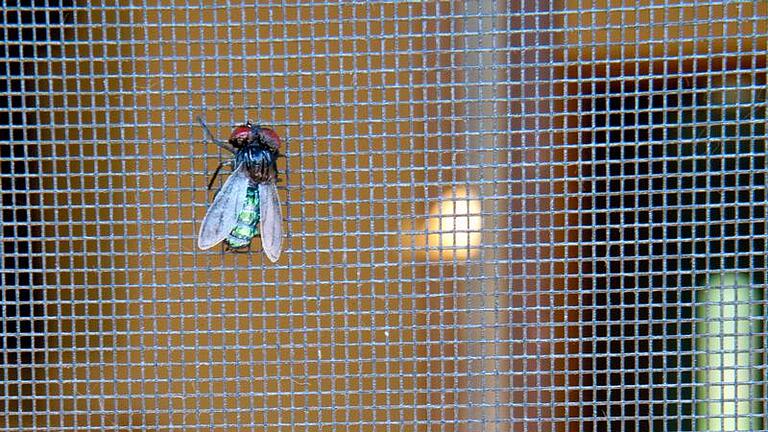 Fliegengitter.jpeg       -  Dass Insekten ins Haus kommen, kann man oft nicht verhindern. Doch man kann es ihnen schwer machen, zum Beispiel mit Fliegengittern vor Türen und Fenstern.