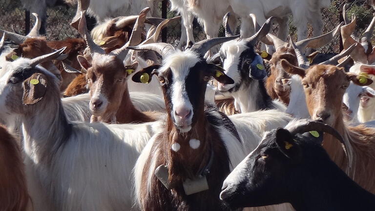 Projekt Icarus startet.jpeg       -  In immer mehr Regionen Italiens werden Wildziegen zum Problem. Auf Sizilien etwa wurden Ziegen mit GPS-Sendern ausgestattet, um ihre Bewegungsmuster zu erfassen.